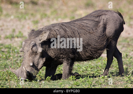 Warzenschwein (Phacochoerus africanus), Chobe Nationalpark, Botswana, Afrika Foto Stock