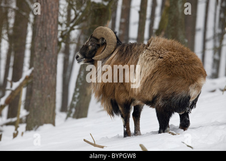 Mufflon (Ovis musimon) im inverno Foto Stock