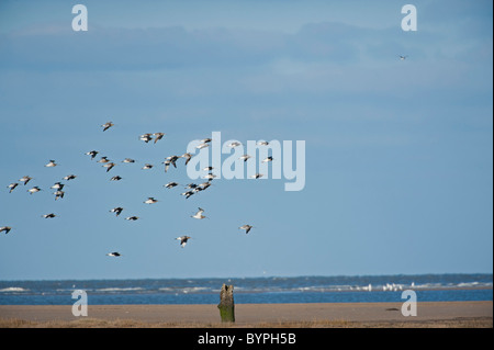 (Curlew Numenius arquata), gregge in volo Foto Stock