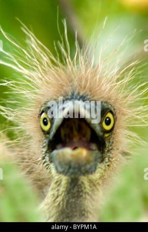 Un bambino di tri-colorato heron chiamate fuori dal suo nido. Assomiglia a un brutto giorno di capelli o un po' di giovani einstein. Foto Stock