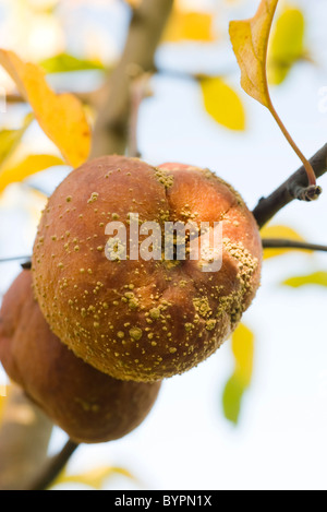 Apple marciume sul ramo Foto Stock