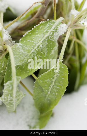 Impianto di salvia smerigliati con la neve Foto Stock