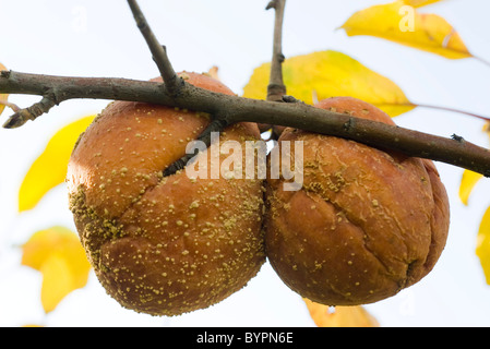 Mele ammuffito marciume sul ramo Foto Stock