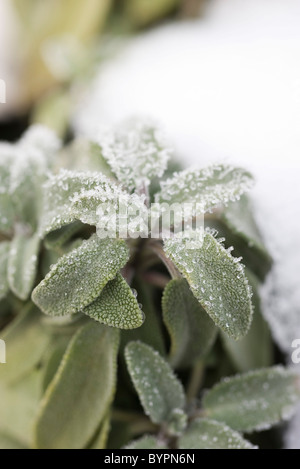 Smerigliati foglie della pianta di salvia Foto Stock