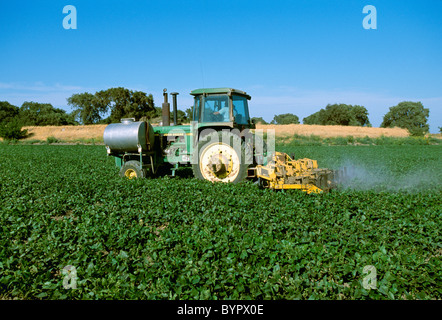 Il trattore e attrezzo di campo contemporaneamente coltiva e applica insetticida per un fagiolo secco (fagioli kidney) campo / Tracy, California Foto Stock