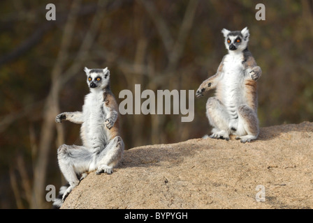 Una coppia di anello-tailed lemuri di sole nel Anja Riserva, Madagascar Foto Stock