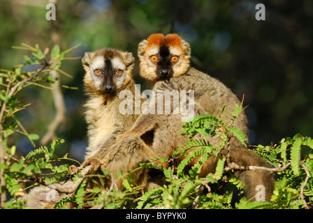 Maschio e femmina rosso fiammante dei lemuri marrone (il Eulemur Rufus),Madagascar Foto Stock