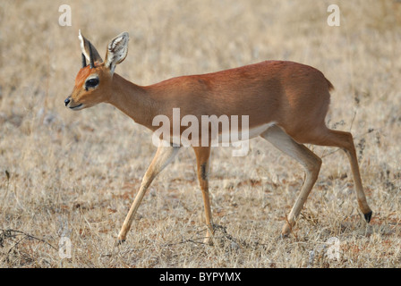 Steenbok maschio nel Parco Nazionale di Kruger, Sud Africa Foto Stock