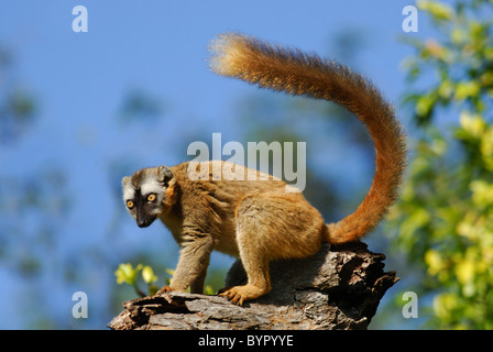 Rosso fiammante lemure marrone (il Eulemur Rufus) in Berenty Riserva Naturale, Madagascar meridionale Foto Stock