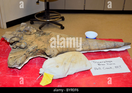 Un fossile triceratops horn per essere ripristinato in officina. Museo delle Rockies, Bozeman, Montana, USA. Foto Stock