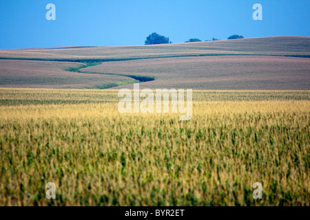 Estate un campo di mais sulle pianure di rotolamento del Central Illinois. Foto Stock