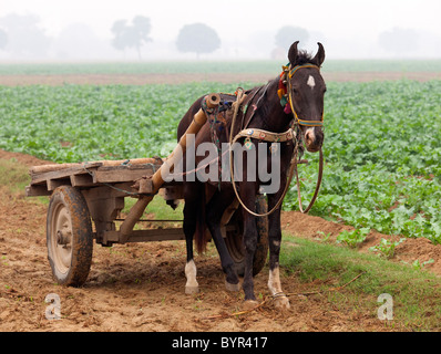 India, Uttar Pradesh, cavallo e carrello nel campo di raccolto in novembre Foto Stock