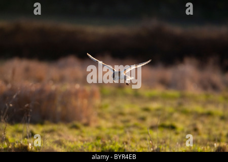 Barbagianni Tyto alba, Norfolk, Regno Unito, inverno Foto Stock