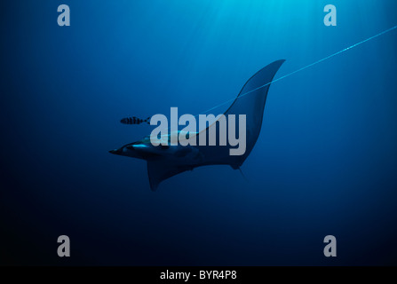 Manta Ray (Manta birostris) agganciata sulla linea lunga. Cocos Island, Costa Rica - Oceano Pacifico Foto Stock