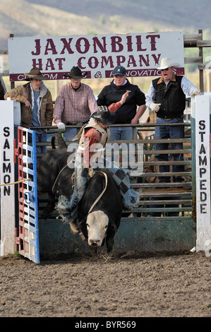 Bull Riding, Rodeo, salmone, Idaho, Foto Stock