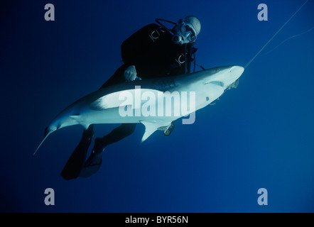 Diver esaminando live agganciato Oceanic squalo Blacktip (Carcharhinus limbatus). Cocos Island, Costa Rica - Oceano Pacifico Foto Stock