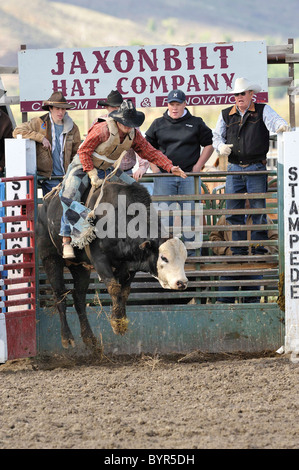 Bull Riding, Rodeo, salmone, Idaho, Foto Stock