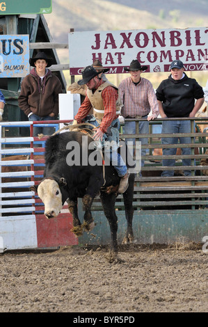 Bull Riding, Rodeo, salmone, Idaho, Foto Stock