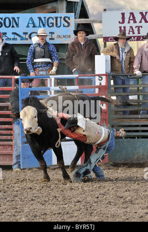 Bull Riding, Rodeo, salmone, Idaho, Foto Stock