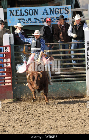 Bull Riding, Rodeo, salmone, Idaho, Foto Stock
