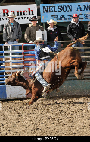Bull Riding, Rodeo, salmone, Idaho, Foto Stock