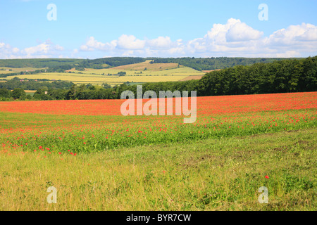I campi di papavero sulla periferia di Wye guardando verso North Downs a Challock, Ashford, Kent, Regno Unito Europa Foto Stock