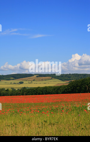 I campi di papavero sulla periferia di Wye guardando verso North Downs a Challock, Ashford, Kent, Regno Unito Europa Foto Stock