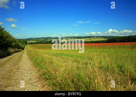I campi di papavero sulla periferia di Wye guardando verso North Downs a Challock, Ashford, Kent, Regno Unito Europa Foto Stock