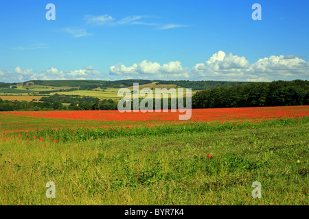 I campi di papavero sulla periferia di Wye guardando verso North Downs a Challock, Ashford, Kent, Regno Unito Europa Foto Stock
