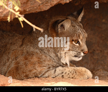 Un Bobcat guardando fuori dalla grotta. Foto Stock