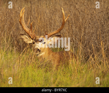 Un trofeo nero-tailed Deer buck nascosto in un letto di erba alta. Foto Stock