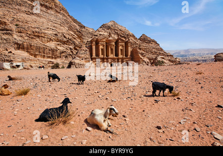 Caprini seduto di fronte al monastero, scolpito nella roccia, di Petra, Giordania Foto Stock