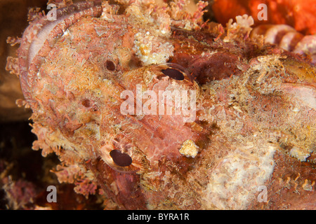 Tasseled Scorfani (Scorpaenopsis oxycephala) Foto Stock