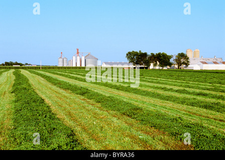 Tagliata di fresco e di andana di essiccazione di erba medica nel campo prima di essere imballato, con una cascina in background / Illinois, Stati Uniti d'America. Foto Stock