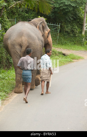 Lo Sri Lanka. Percorso A1 tra Colombo e Kandy. Elephant utilizzati per lavorare nei campi di legname (Elephas maximus). Foto Stock