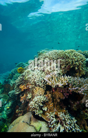 Un tropicale Coral reef off Bunaken Island nel Nord Sulawesi, Indonesia. Foto Stock