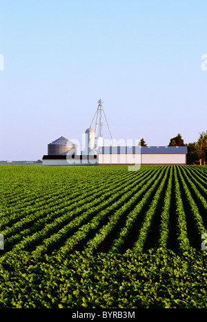 Agricoltura - metà della crescita campo di soia con edifici agricoli e contenitori del cereale in background / vicino a Genova, Illinois, Stati Uniti d'America. Foto Stock