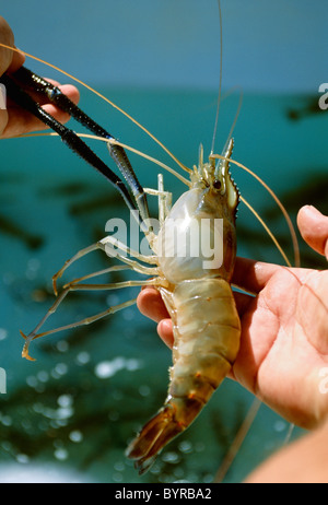 Agricoltura - gigante di gamberi di acqua dolce (MACROBRACHIUM ROSENBERGII) a un commerciale boreale fattoria / Sabana Grande, Puerto Rico. Foto Stock