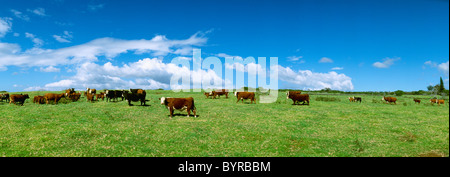 Bestiame - Mixed razze di bovini da carne in un pascolo verde; Hereford, Nero Baldie e incroci / Hawaii, Hawaii, Stati Uniti d'America. Foto Stock