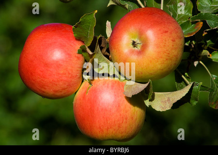 Agricoltura - Primo piano della coppia, Harvest pronto Sierra bellezza mele sulla struttura ad albero / Fortuna, California, Stati Uniti d'America. Foto Stock