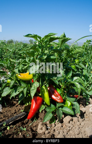 Rossi maturi e la maturazione biologica verde Fresno chili peppers sulla boccola, pronto per il raccolto / Capay, California, Stati Uniti d'America. Foto Stock