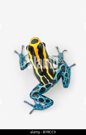 Nero, giallo e blu poison dart (rana dendrobates ventrimaculatus) Foto Stock