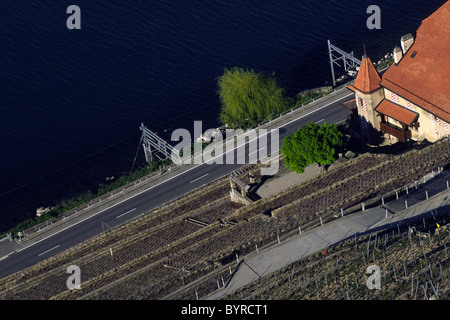 Vigneti terrazzati vicino Grandvaux, Canton Vaud, Svizzera Foto Stock