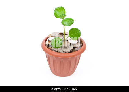 Vivaio Coltivazione in denaro Foto Stock