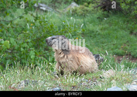 Alpine marmotta (Marmota marmota). nei pressi di Gavarnie. Parco nazionale des Pyrenees, Pirenei, Francia. giugno. Foto Stock