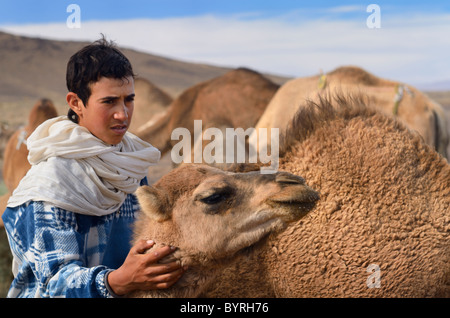 Berber boy tendente ad un giovane Cammello Dromedario tra allevamento di cammelli in Tafilalt plain basin Marocco Africa del Nord Foto Stock