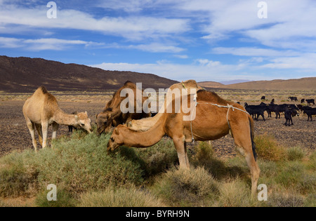 Berber Cammello Dromedario e allevamento di capre pascolano sulla spazzola di salvia nel bacino di Tafilalt Marocco Africa del Nord Foto Stock