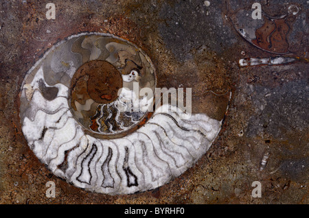 Roccia levigata di coloratissimi fossili di ammonita gusci a spirale dal Marocco Foto Stock