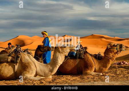 Berber uomini blu tendente seduta dromedario cammelli per un giro serale in Erg Chebbi desert Auberge du Sud Marocco Africa del Nord Foto Stock