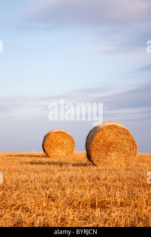 Due grandi balle di paglia nel tramonto contro un cielo blu con nuvole violacee, Danimarca Foto Stock